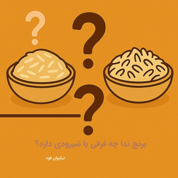 برنج ندا چه فرقی با شیرودی دارد؟
