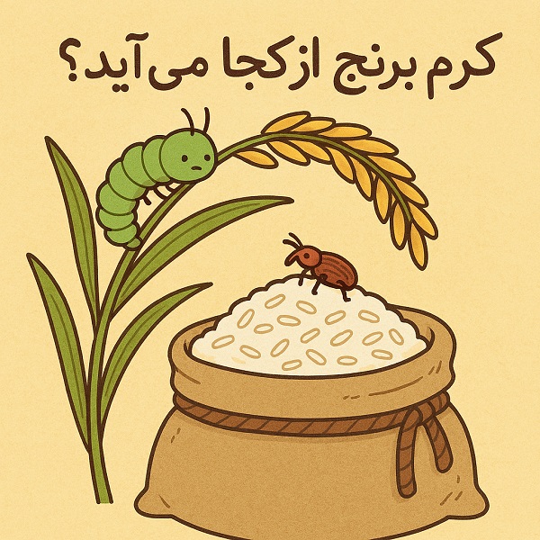 کرم برنج از کجا می‌آید؟